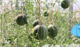 陇南康县网红吃瓜视频,揭秘陇南美食新风尚